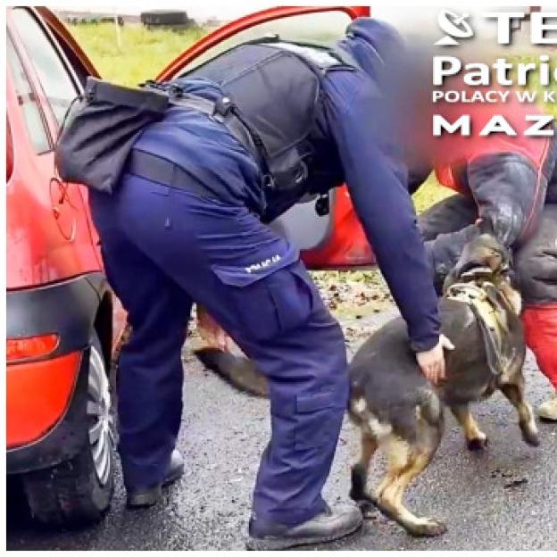 [VIDEO] Szkolenie policyjnych czworonogów - posłuszeństwo i obrona przewodnika